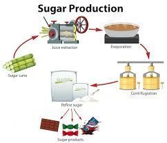 Sugar Making Factory Insights: Modern Processing Methods and Industry Trends